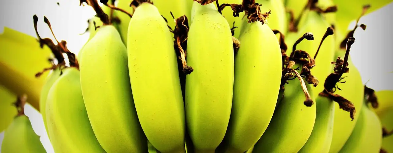 How to grow banana tree
