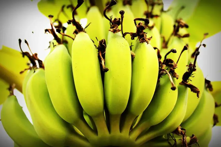 How to Grow Banana Plants: ABC of Growing Banana Trees At Home