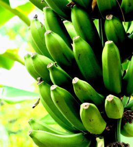 growing banana fruit