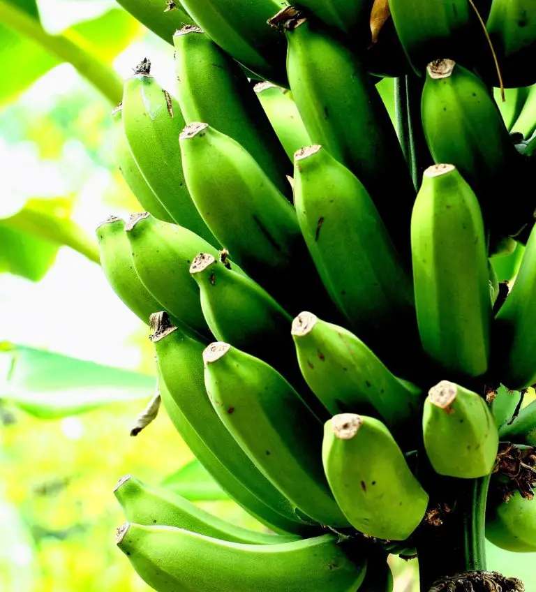 How To Grow Banana Plants: Abc Of Growing Banana Trees At Home