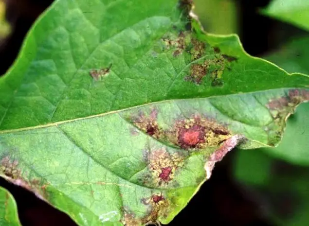 potato blight disease