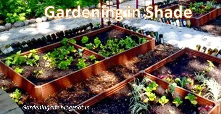 Gardening in Shade: Some useful information