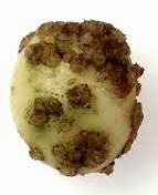 potato wart