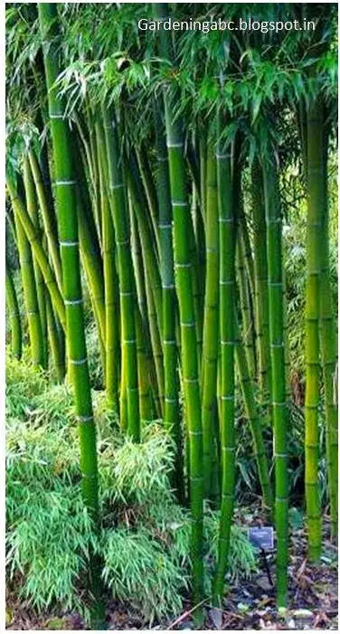 how to grow bamboo plants