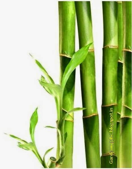 bamboo plants care