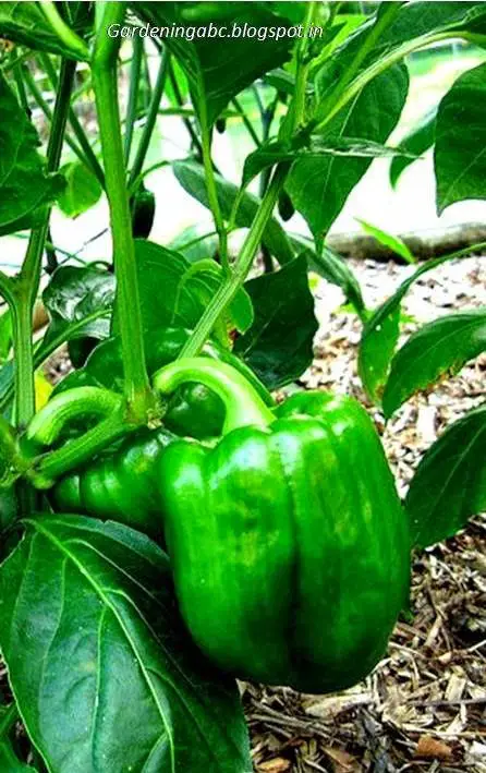 Growing-Bell-Peppers.jpg | Gardening ABC