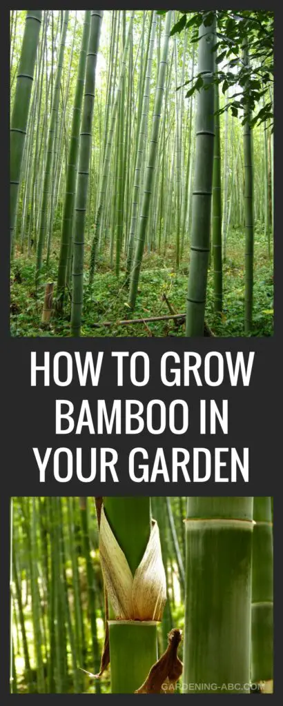 how to grow bamboo plants