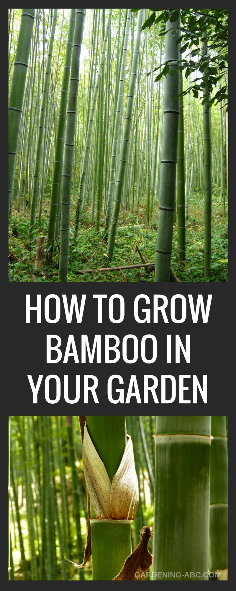 How To Grow Bamboo Plants: USeful Tips for creating a bamboo garden in ...