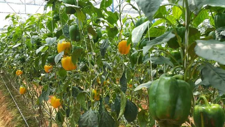 How to Grow Bell Peppers: Useful Tips for Growing Bell Peppers