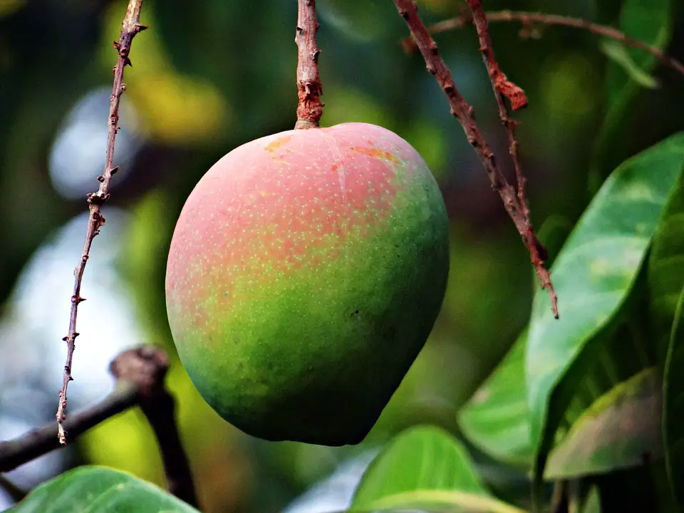 how to grow mango at home