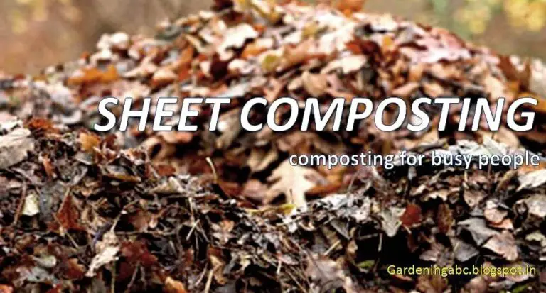 Sheet Composting Process: An Easy Step-By-Step Guide For Beginners