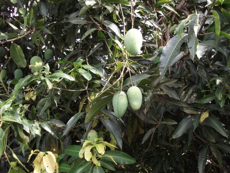 How To Grow Mangoes In Your Own Garden. Here Are Some Easy Steps