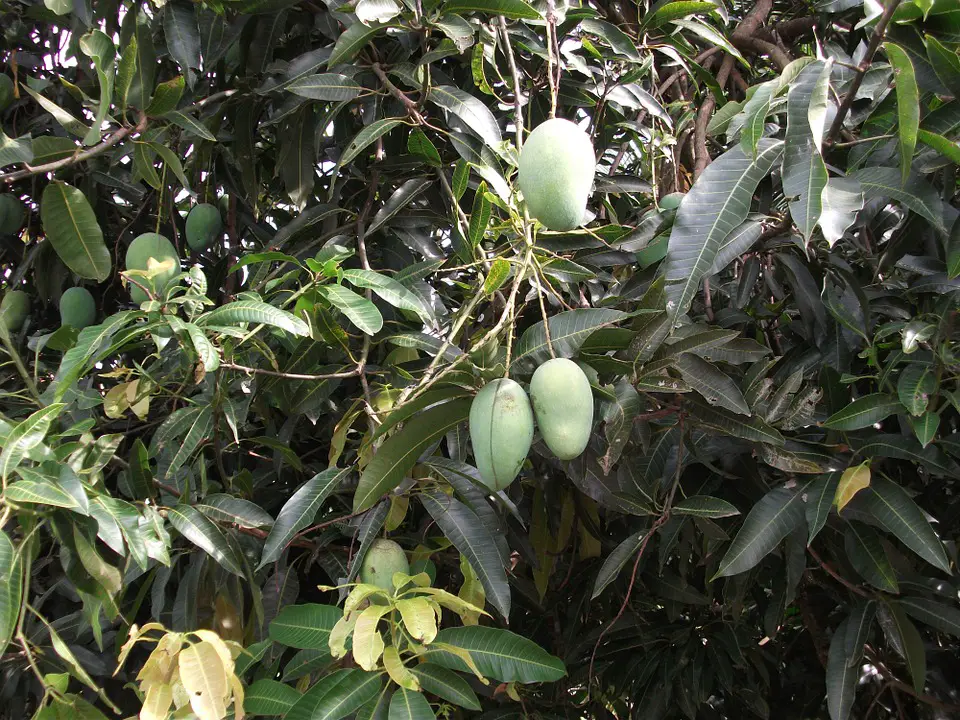 the mango tree 972626 960 720