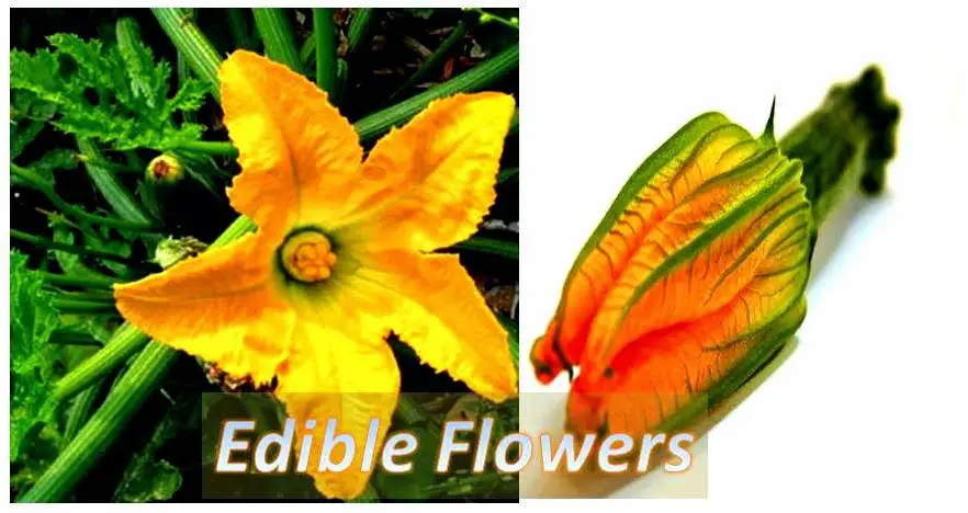 edible flowers