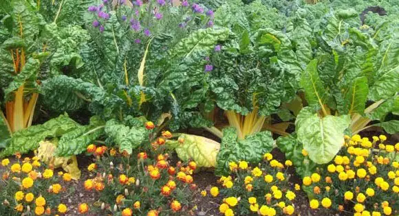 companion planting basics