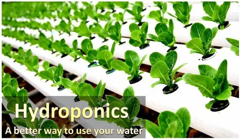 What is Hydroponics? The Little Explainer.