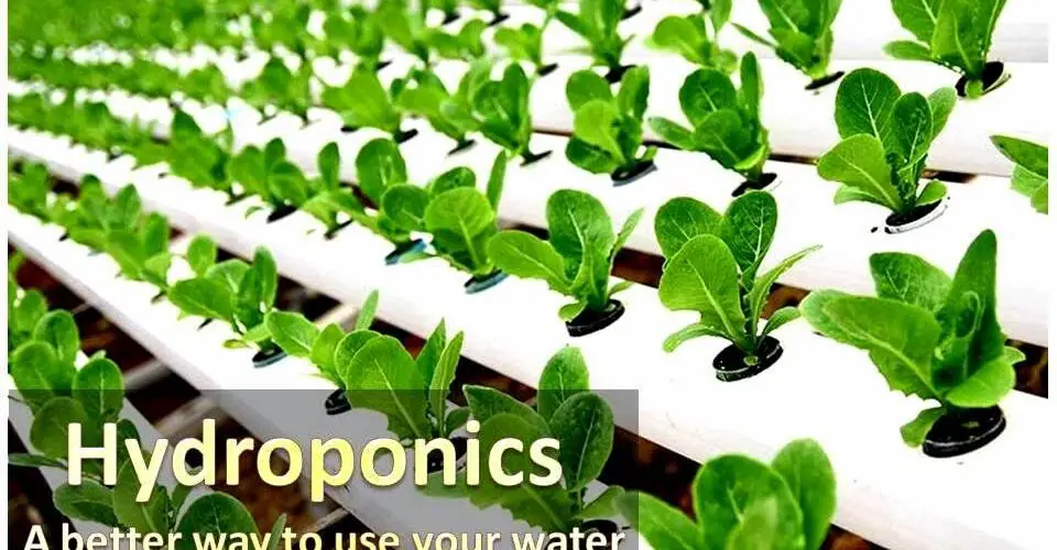 basics of hydroponics