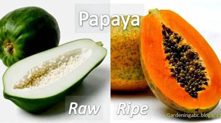 papaya seeds for growing