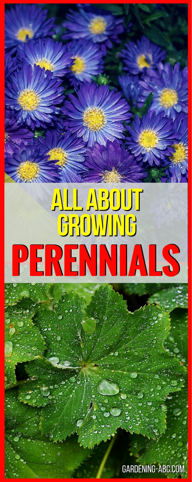 perennials gardening