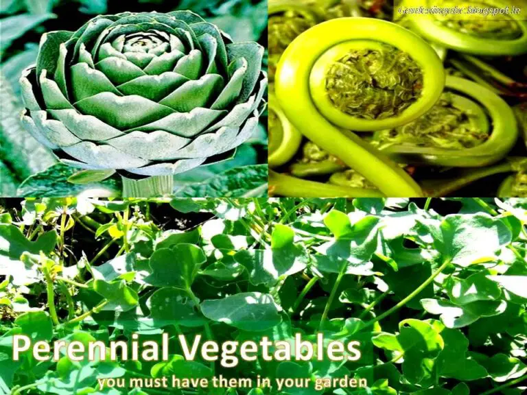 What is A Perennial Plant and Why Should You Have Them In Your Garden