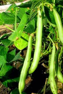 Beans Growing: An Ideal Vegetable For The Starters