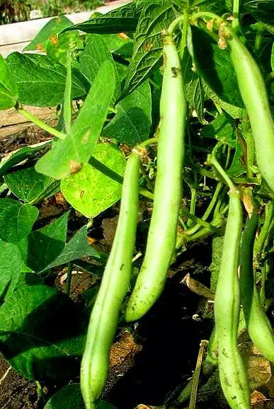 How to grow beans