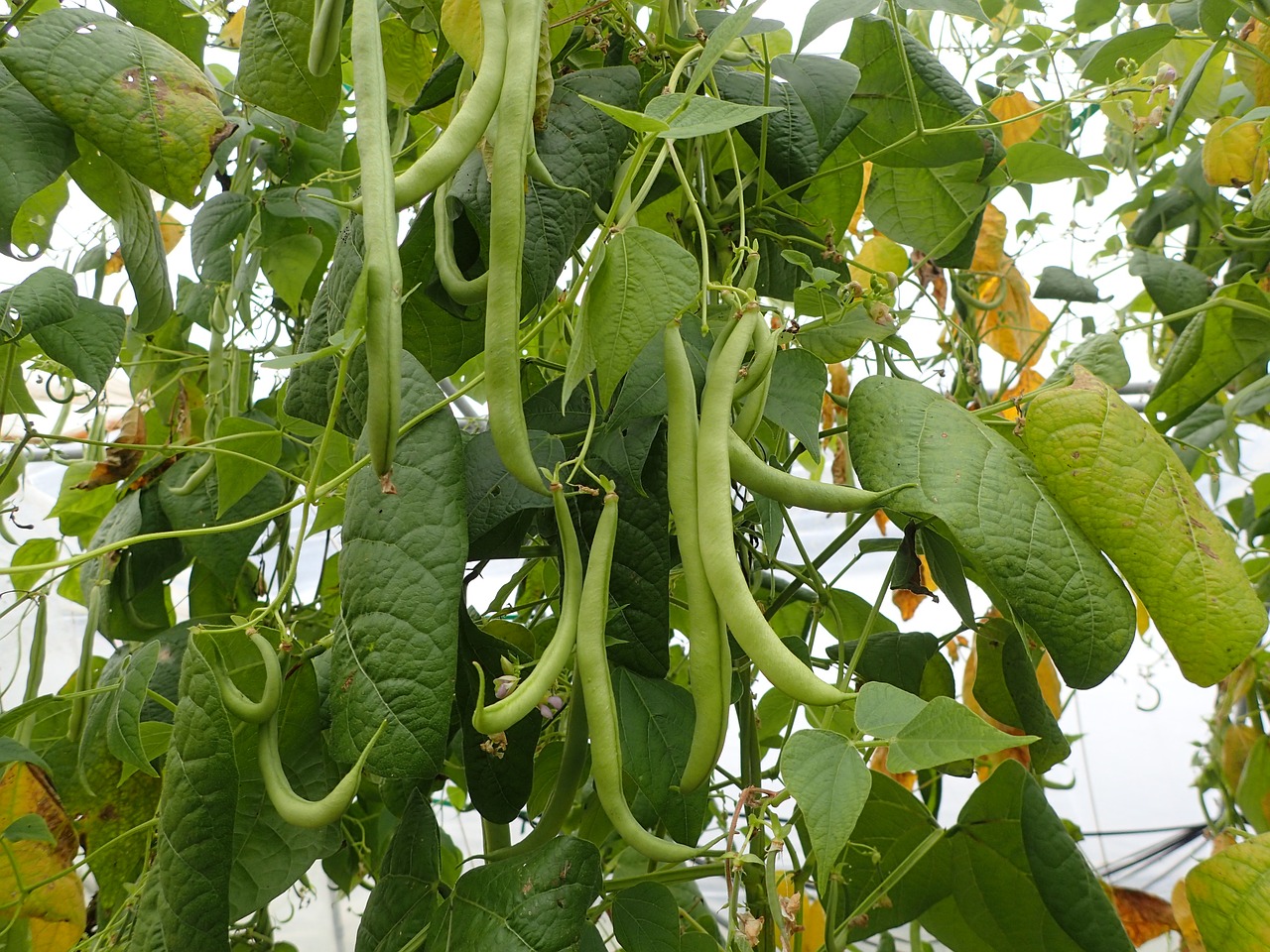 Beans for vertical garden