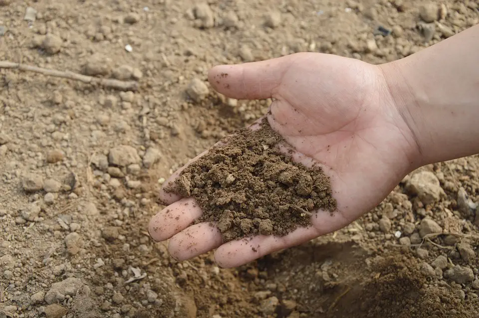 soil for perennials