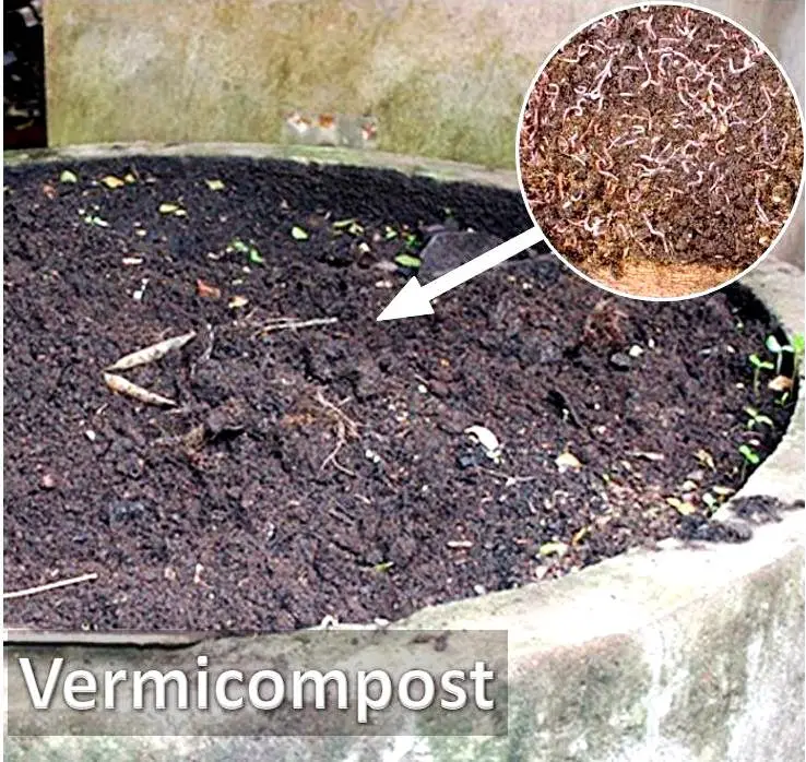 what is vermicompost