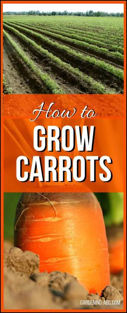 how to grow carrots