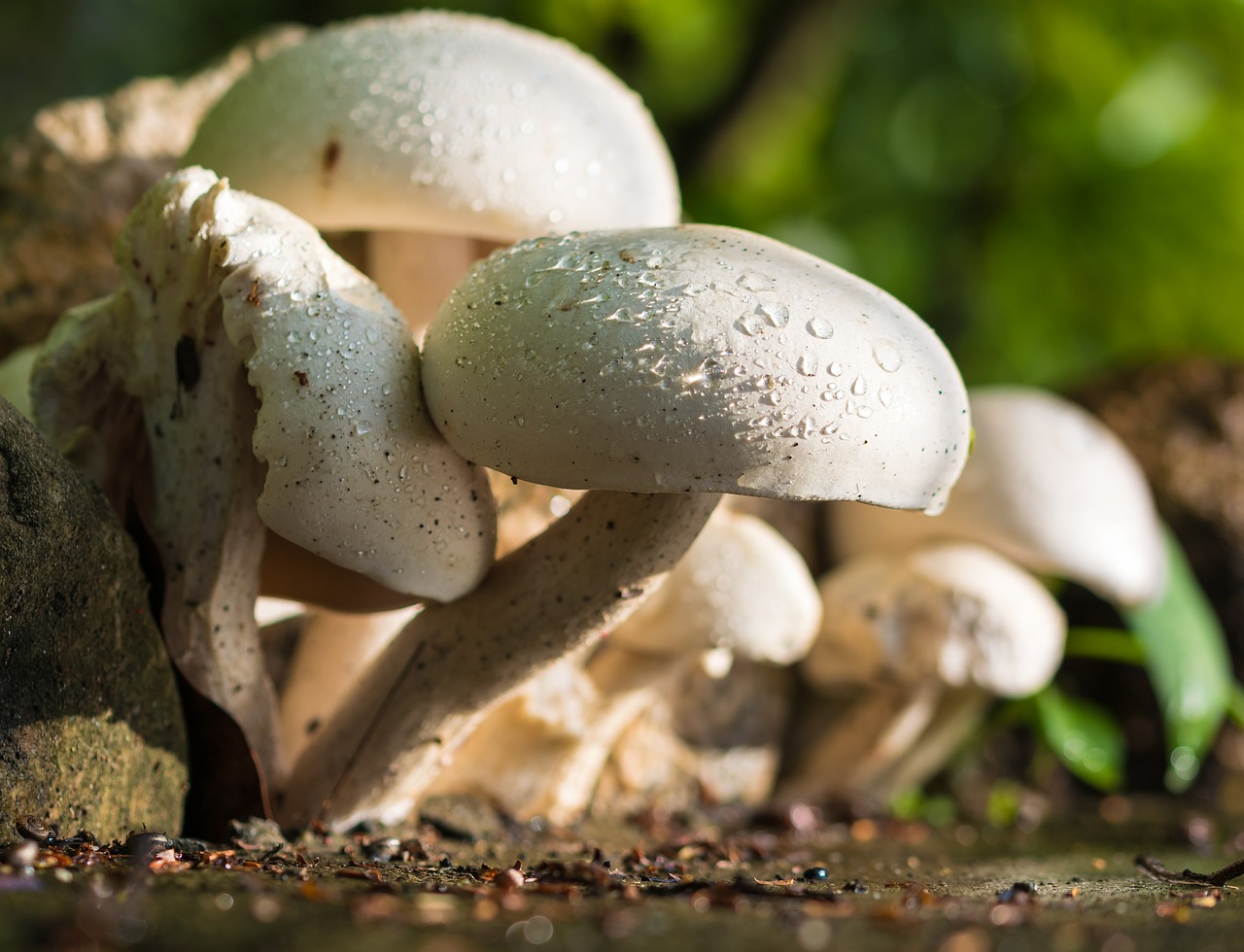 mushroom growing tips