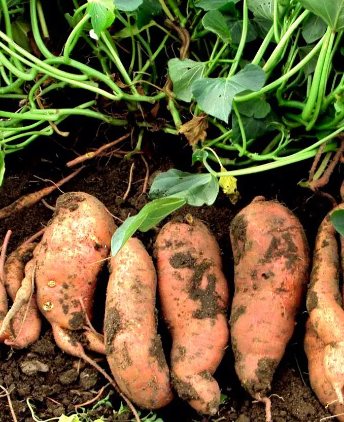 sweet potato perennial vegetable