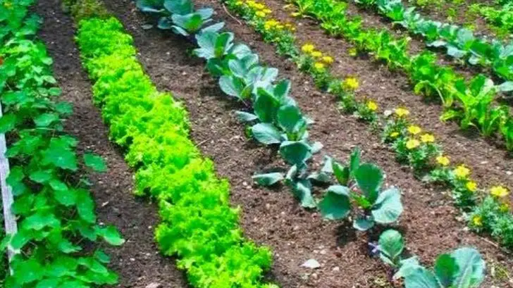 How To Grow A Vegetable Garden