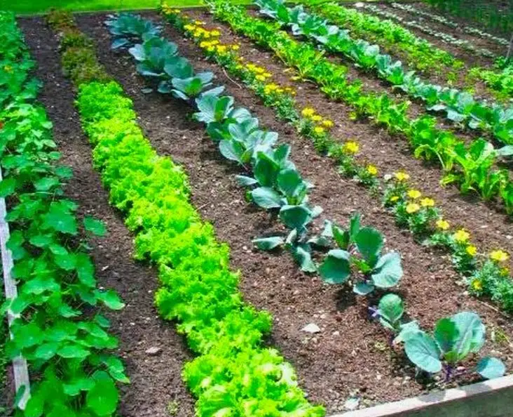 how to grow a vegetable garden