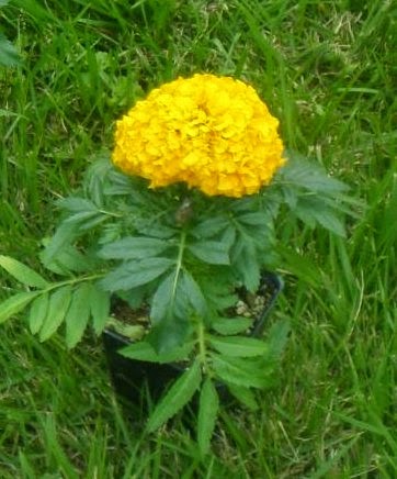 marigold plant