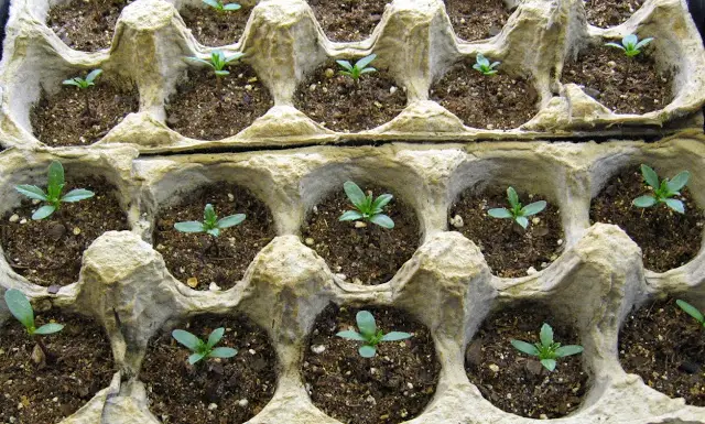 grow your own seedlings