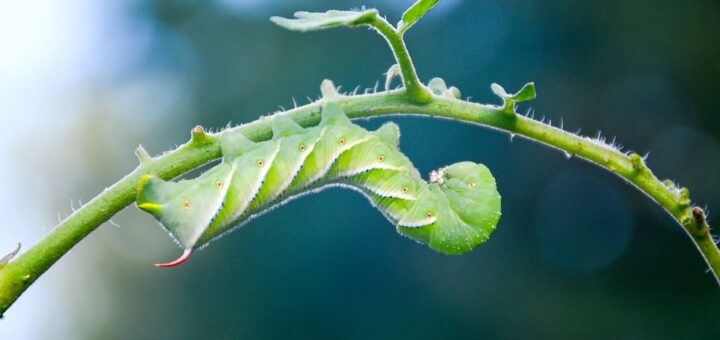 Aquaponic tomato yield How to Start a Hydroponic Garden: Steps, Tips, and FAQs