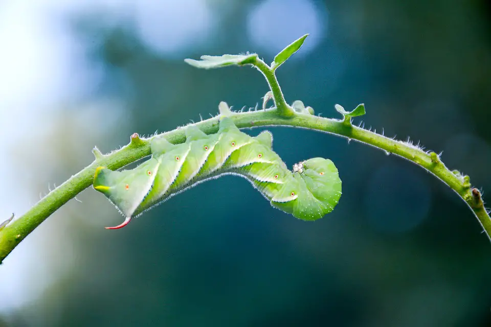 tomato pests