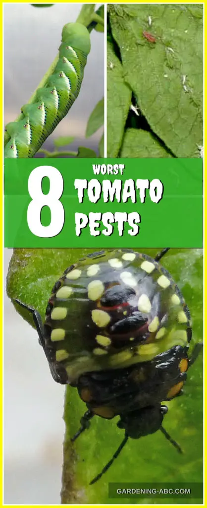 how to prevent tomato pests