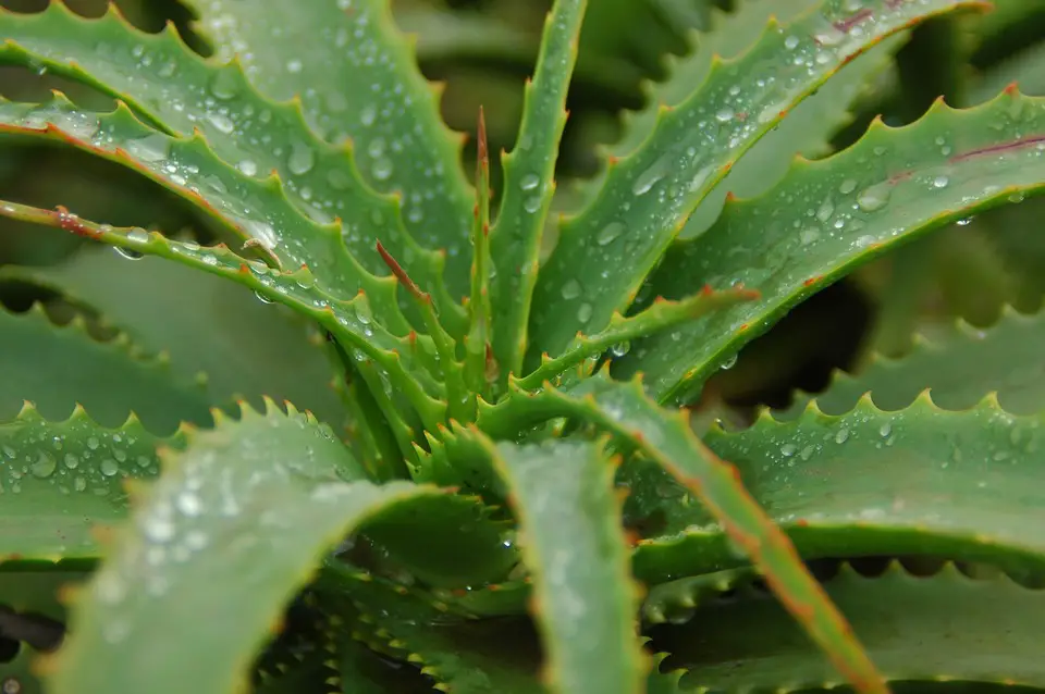 how to grow aloe vera plant