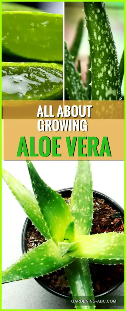 how to grow aloe vera