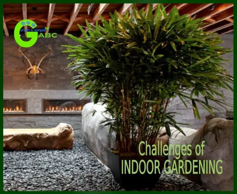 6 Reasons Why Your Indoor Gardening Never Works Out As Per Your Plan