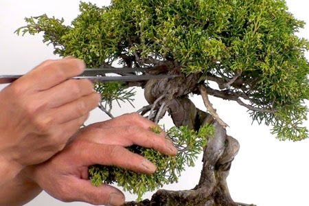 How to Prune A Bonsai Tree: Pruning in Bonsai Made Simple ...