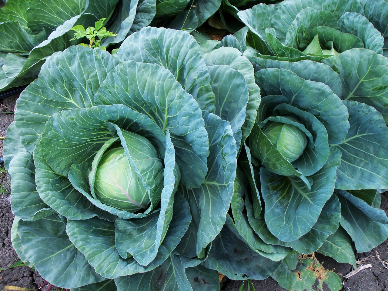 cabbage growing faqs