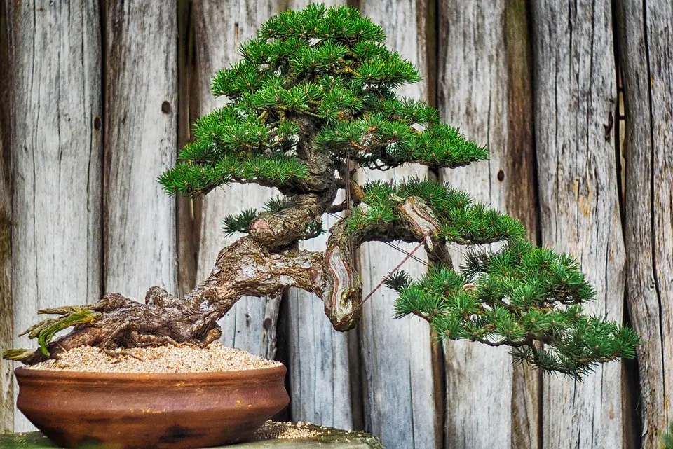 pruning in bonsai