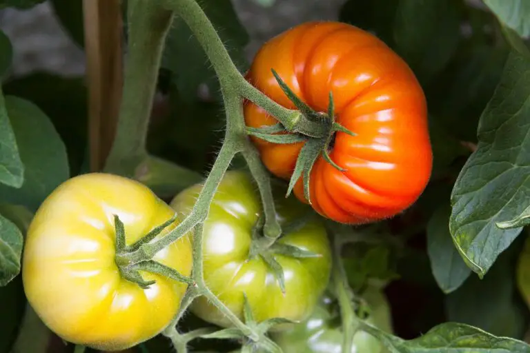 12 Most Commonly Asked Questions About Growing Tomatoes