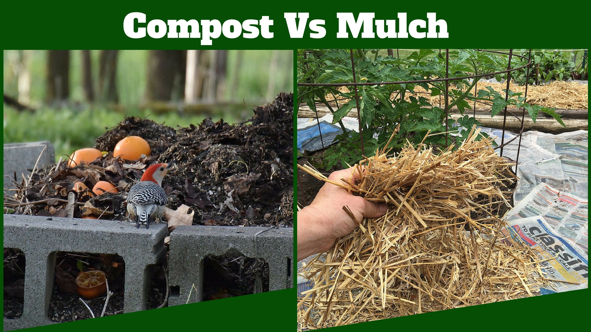 difference between compost and mulch