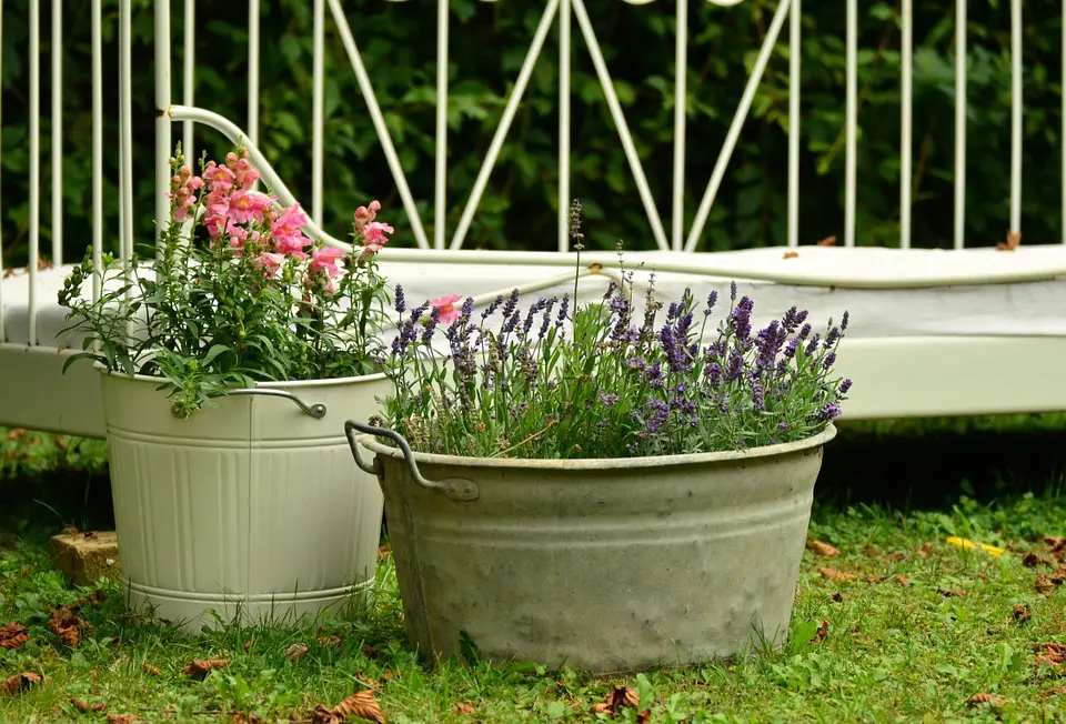 best plants for containers
