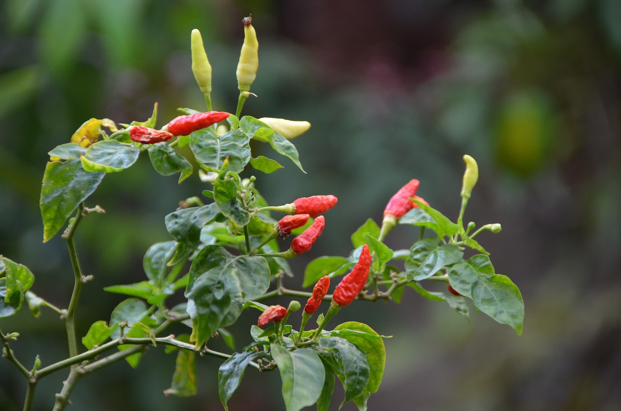 how to grow hot-chilis