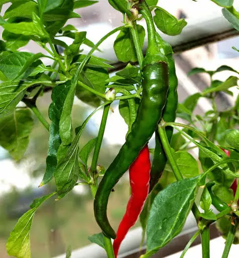 how to grow chilis